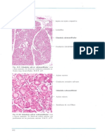 Finn Geneser Atlas Color de Histologia Spanish 1998, Editorial Medica