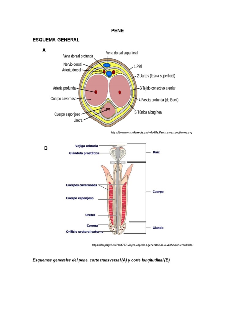 Banco de Imagenes PENE Histologia PDF Tejido conectivo Pene