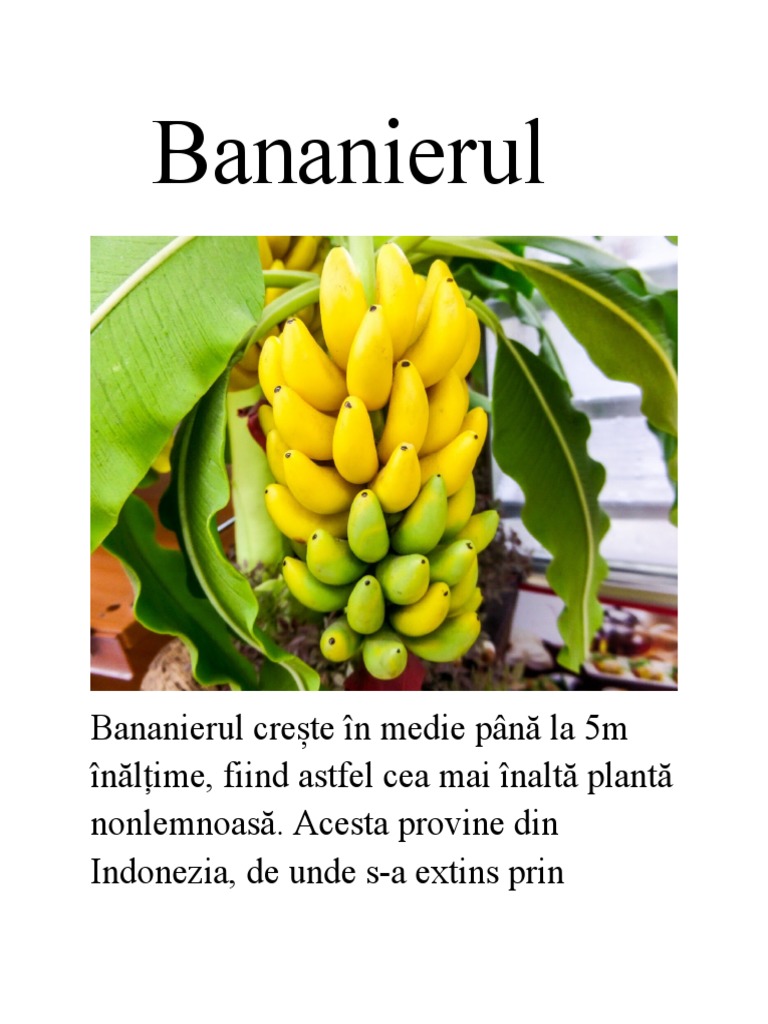 Bananierul | PDF