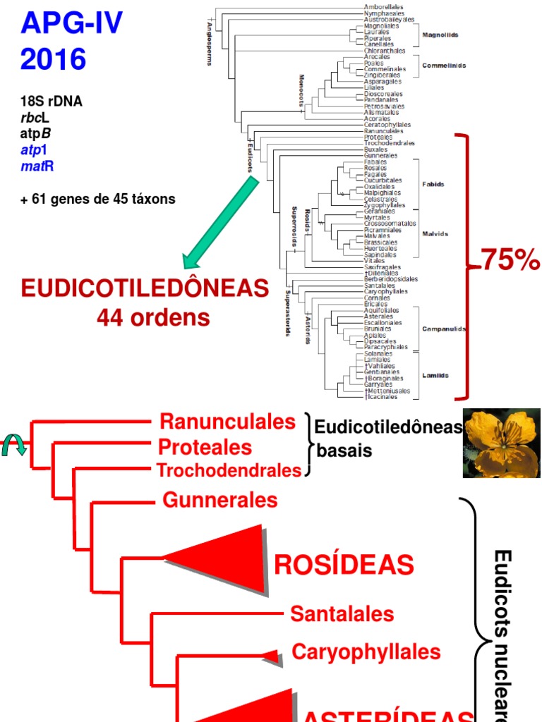 Filogenia de Eudicotiledôneas e Rosídeas | PDF | Botânica | Plantas, image size:768x1024
