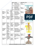 Musculos Del Tronco, Abdominal y Restante