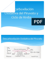 Descarboxilación Oxidativa Del Piruvato Krebs