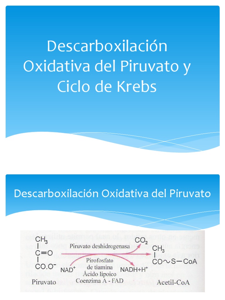 Descarboxilación Oxidativa Del Piruvato Krebs | PDF | Salud y bienestar