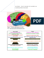 Funções das áreas corticais