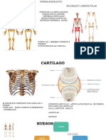 Sistema Esqueletico..