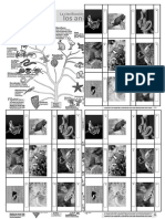 Clasificación Animales