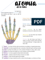 Anatomia (Mano)