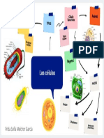 Mapa Mental de Las Células