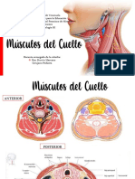 Tema 7 Musculos Del Cuello Renovado