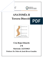 ANATOMÍA II-Disección 3