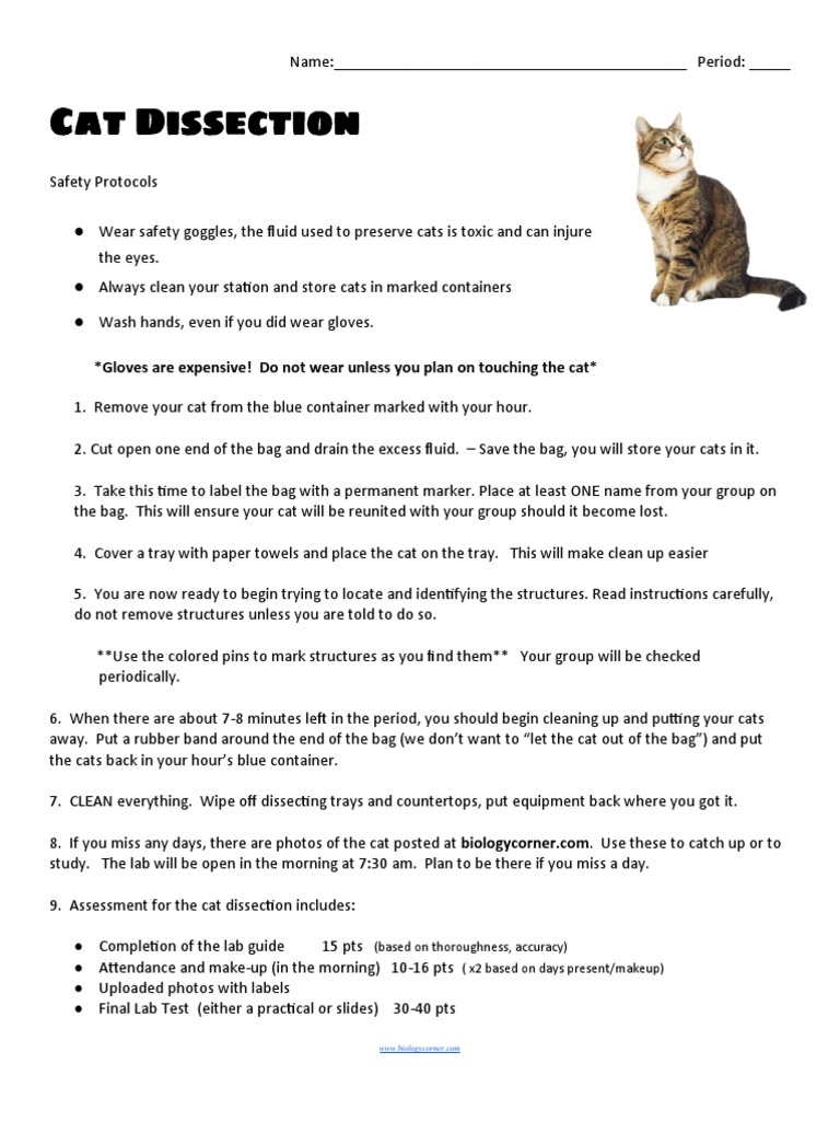 Cat Dissection Safety Protocols | PDF | Aorta | Stomach