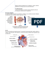 Còpia de L'aparell Cardiovascular