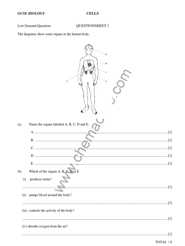 Cells Questions Cell (Biology) Blood Free 30day Trial Scribd