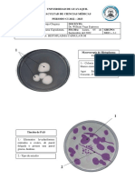 PRACTICA N°11 - PLASTILINAS - HISTOPLASMA CAPSULATUM Y TALAROMYCES MARNEFFEII - Kevin Albuja