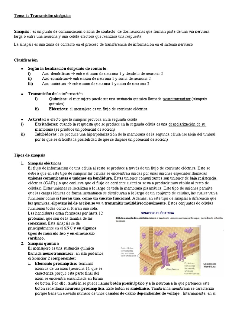 Tema 4. Transmisión Sináptica | PDF | Sinapsis | Neurona