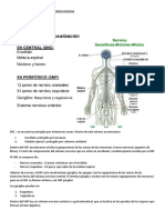 Organización general del sistema nervioso: SNC, SNP, clasificación y estructuras