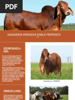 Razas Cebú (Raza Indubrasil) | PDF | Vacas | Animales domesticados