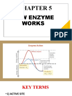 How Enzymes Work: The Lock and Key Model