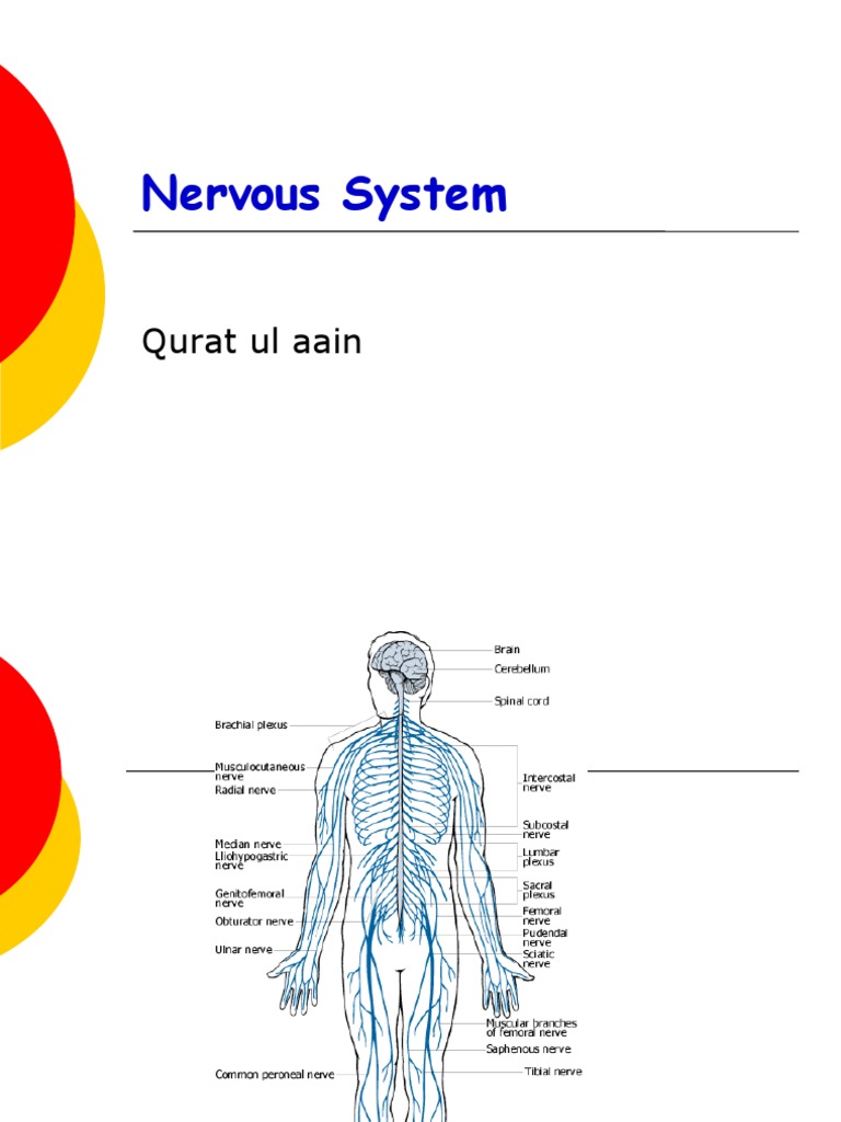 Nervous System | PDF | Central Nervous System | Nervous System