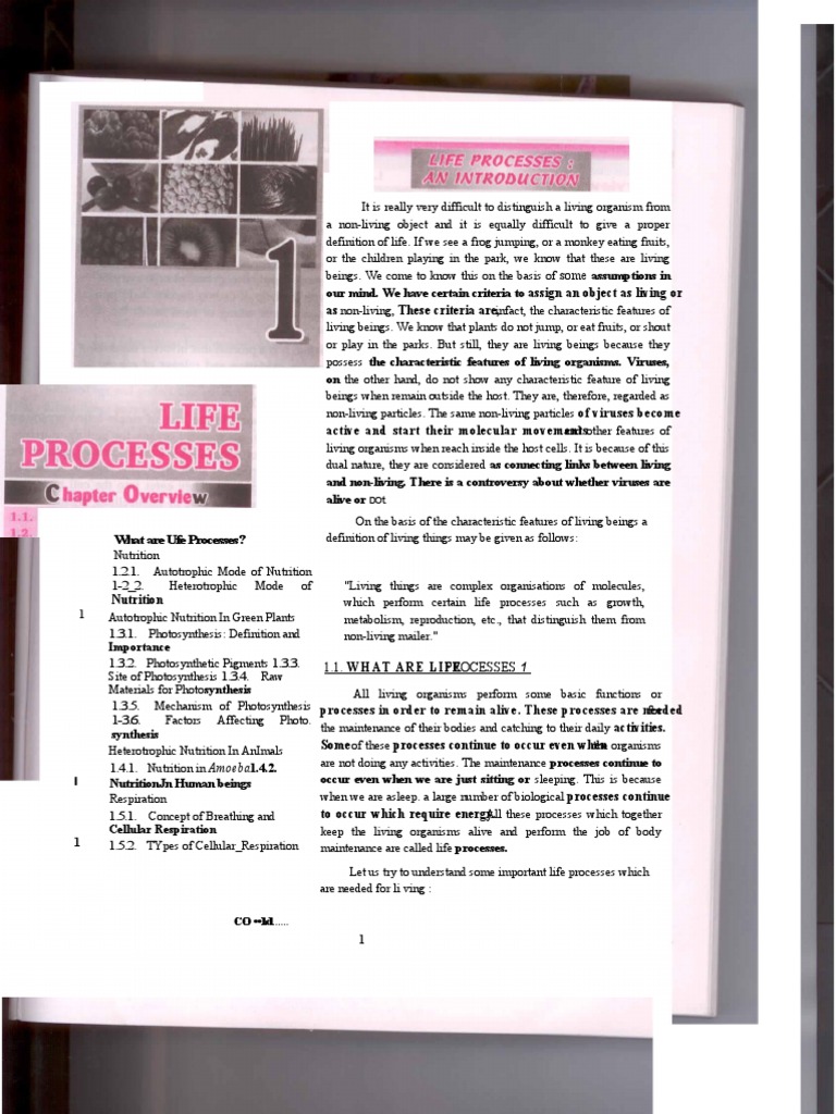 Bio LifeProcessX | PDF | Organisms | Photosynthesis