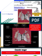 Conectores Prótesis Parcial Removible