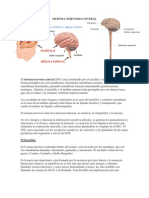 Sistema Nervioso Central