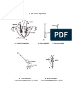 A reprodução das flores