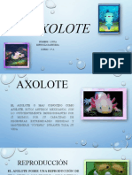 Axolote