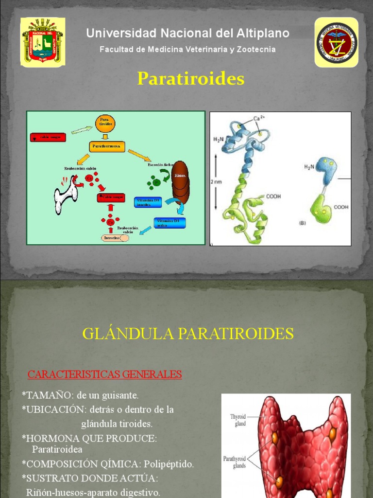 Tema 4 GLÁNDULA PARATIROIDES y calcio | PDF | Calcio | Glándula ...