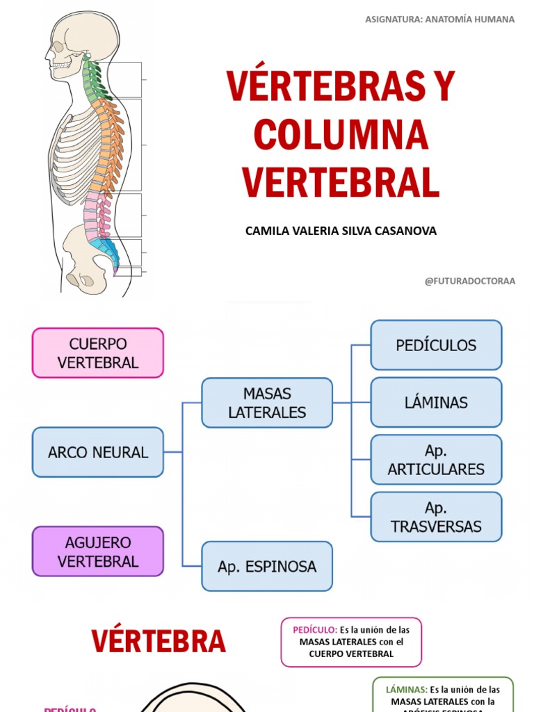 Anatomía de las Vértebras y Columna Vertebral | PDF | Vértebra | La ...