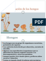 24 Clasificacion de Los Hongos