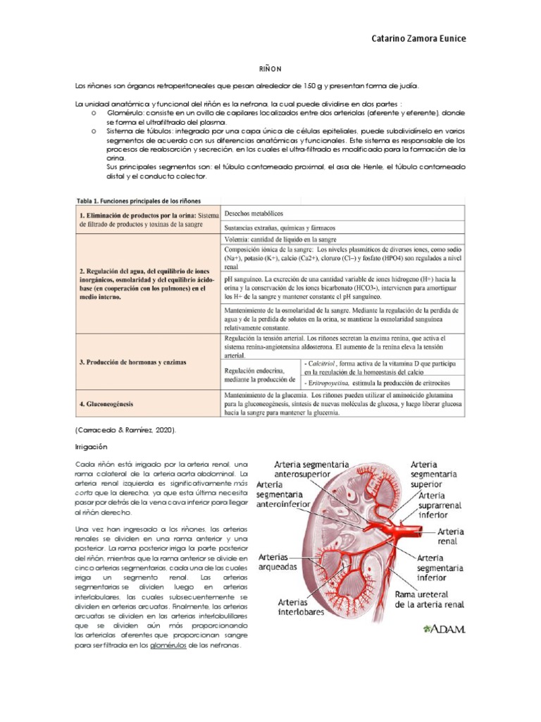 Fisiología y Función Renal Detallada | PDF | Riñón | Abdomen