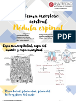 Medula Espinal EMBRIOLOGIA