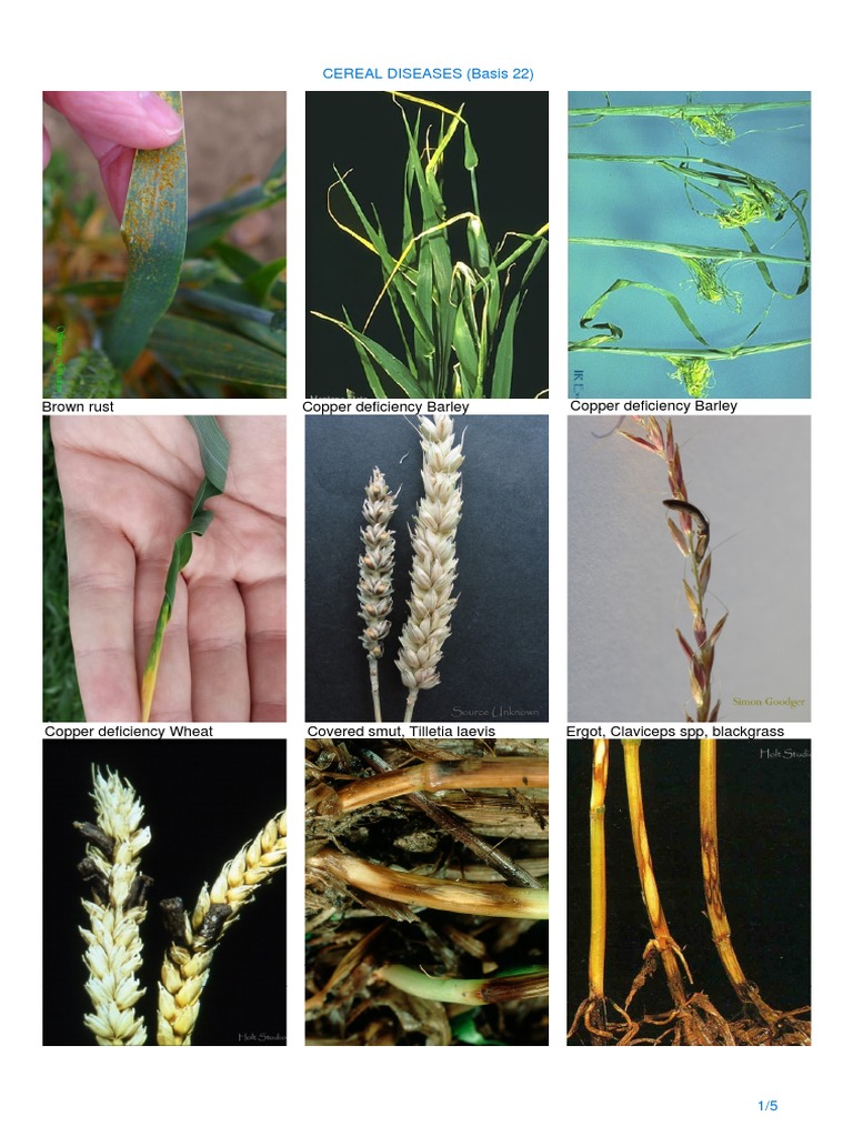 Cereal Diseases PDF