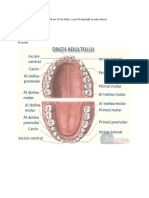 Anatomia Sistemului Osos