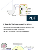 Cell Structure and Function - Magnification Calculation