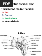 Digestive System Notes | PDF