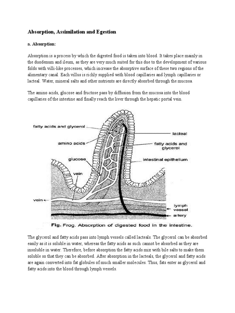 Absorption Assimilation and Egestion | PDF