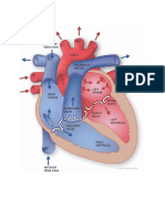 Funcion Ventricular Sistolica