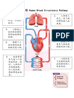 笔记 （血液循环的途径 Human Blood Circulatory Pathway）