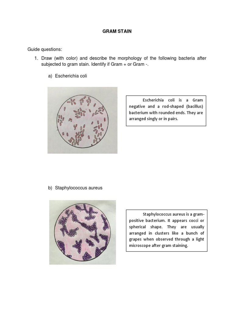 Gram Stain Analysis and Bacterial Morphology | PDF | Gram Positive ...