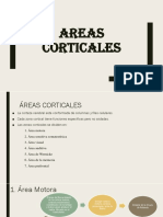 Areas Corticales y Sistema Límbico