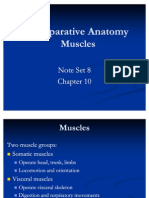 Muscular System 2