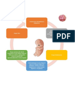Etapas del desarrollo prenatal en 3 fases