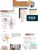 Visión Global Del Sistema Nervioso (Carolina)