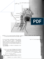 Sistema Respiratorio