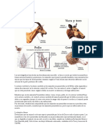 Animales Limpios y Su Deguello