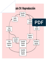 Cap. IV Bo - 1. Flor