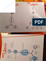 Mitosis meiosis