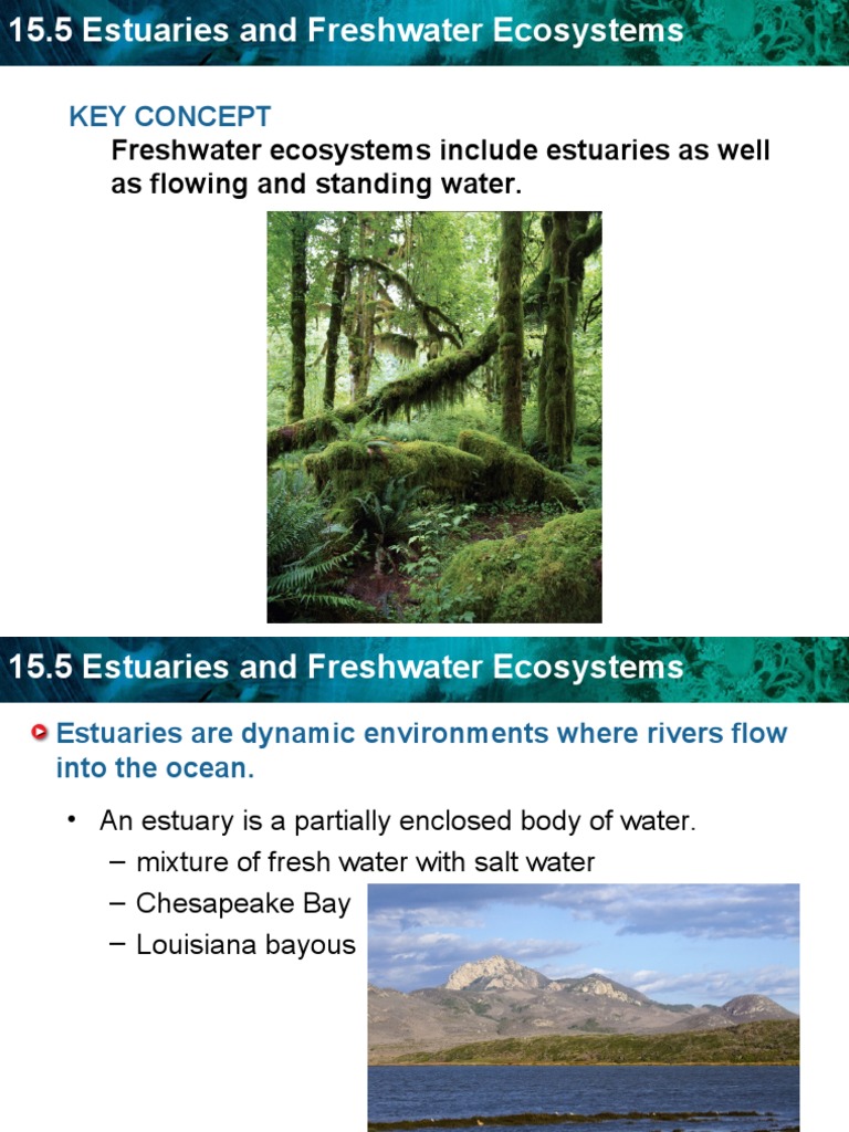 Estuaries: Productive Freshwater Ecosystems | PDF